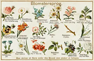 Pansy: Blomstersprog Flower Language and Variations