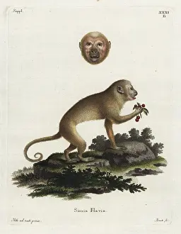 Flavia: Blond capuchin, Sapajus flavius. Critically endangered