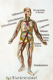 Arterial: Blood circulation, 1902
