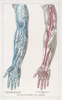 Veins: BLOOD CIRCULATION/ARMS