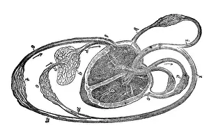 Arterial: Blood circulation, schematic image, 1902