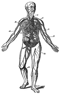 Arterial: Blood circulation, schematic image, 1902