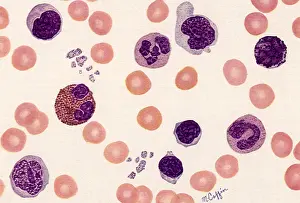 Constituents: Blood Components