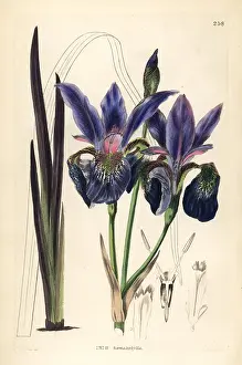 Sanguinea: Blood iris, Iris sanguinea