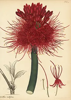 Hammersmith Nursery: Blood lily, Scadoxus multiflorus