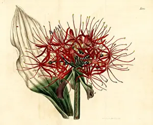 Weddell: Blood lily, Scadoxus multiflorus