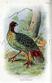 Cruentus: BLOOD-PHEASANT