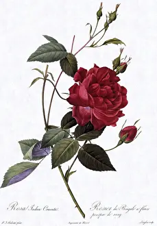 Indica: Blood-Red China Rose