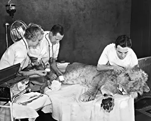 Transfusion: Blood transfusion to a lion, 1935