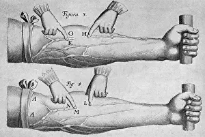 Vein: Blood Vessels