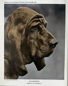 Bloodhounds: Bloodhound