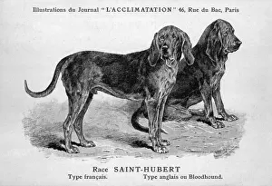 Bloodhounds: Bloodhound Dog