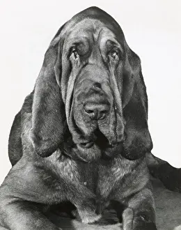 Bloodhounds: Bloodhound dog