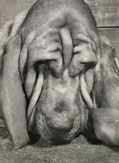 Sleepy: Bloodhound dog looking sleepy