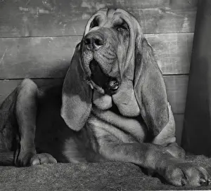 Yawn: Bloodhound looking sleepy