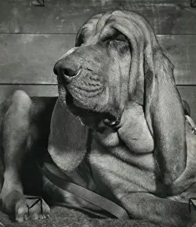 Bloodhounds: Bloodhound looking sleepy