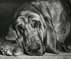 Bloodhounds: Bloodhound looking sleepy