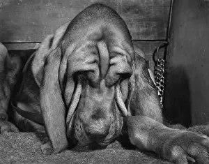 Bloodhounds: Bloodhound looking sleepy