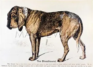 Characteristically: BLOODHOUND (OUR DOGS)