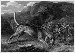 Reinagle: BLOODHOUND (REINAGLE)