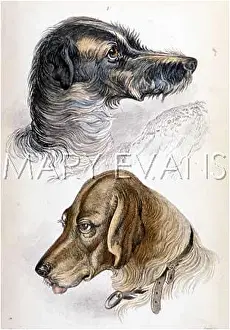 Staghound: BLOODHOUND (STEWART)