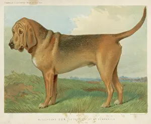 Vero: BLOODHOUND (VERO SHAW)