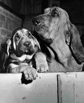 Bloodhounds: Two bloodhounds