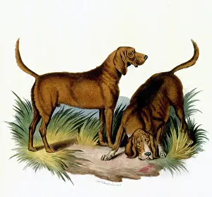 Sniffing: BLOODHOUNDS/ASTLE