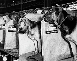 Compartments: Bloodhounds in compartments at a dog show