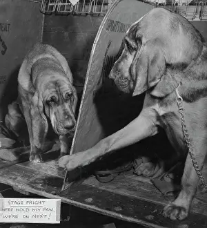 Compartments: Two bloodhounds at a dog show