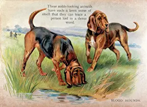 Bloodhounds: TWO BLOODHOUNDS IN FIELD