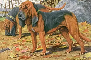 Sniffing: TWO BLOODHOUNDS STANDING