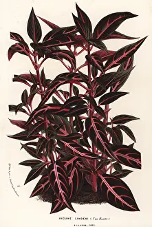 Lindenii: Bloodleaf, Iresine lindenii