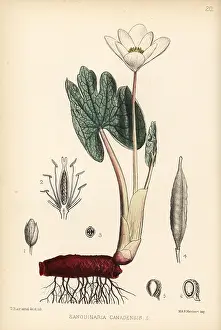 Bloodroot: Bloodroot or puccoon, Sanguinaria canadensis
