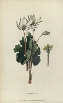 Conspicua: Bloodroot, Sanguinaria canadensis