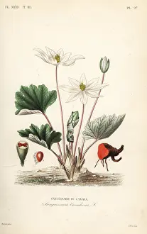 Maubert: Bloodroot, Sanguinaria canadensis