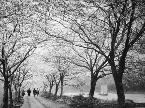 Blossoms: Blooming cherry trees in Japan, 1935
