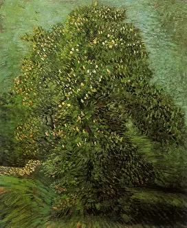 Grows: Blooming Chestnut Tree, by Van Gogh