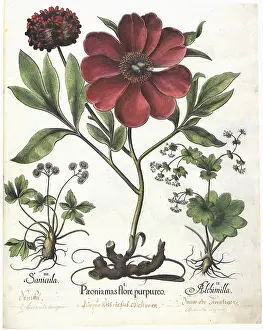 Basilius: Blooming Plants