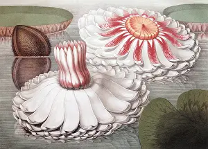 Waterlilies: Blooming Water Lilies