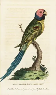 Psittacula: Blossom-headed parakeet, Psittacula roseata
