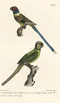 Psittacula: Blossom-headed parakeet and rose-ringed parakeet
