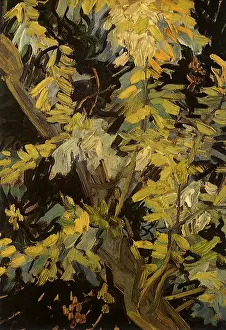 Blossoming: Blossoming Acacia Branches, by Van Gogh