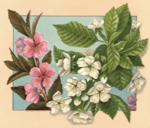 Blossoming: Blossoming Cherry