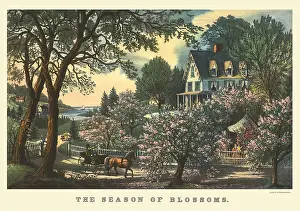 Profusion: Blossoming Cherry Trees