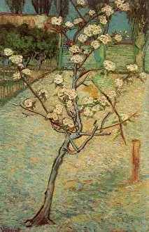 Pear: Blossoming Pear Tree, by Van Gogh