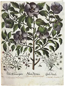 Blossoming: Blossoming Plants