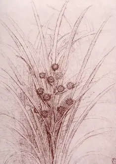 Blossoming: Blossoming Rush, by Leonardo da Vinci