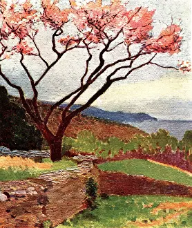 Yarrow: Blossoming Tree