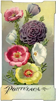Buds: Blossoms